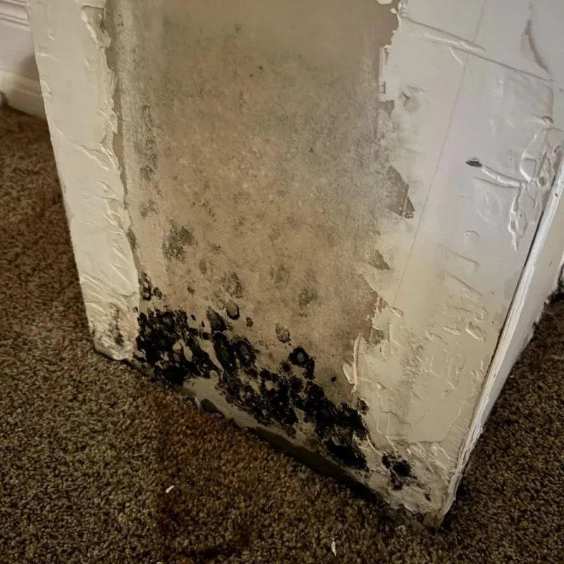 Professional Mold Removal in Poultney, VT
